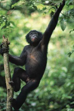 Bonobo na Árvore 