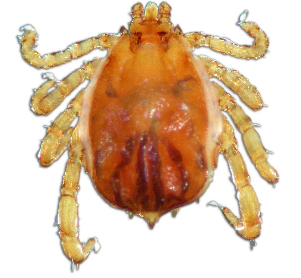 Boophilus Microplus