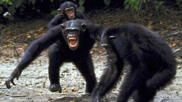 Briga de Chimpanzés