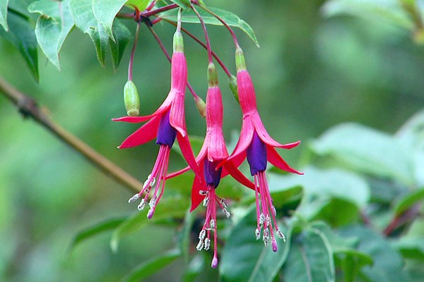 Flor Brinco de Princesa – Significado e Por Que do Seu Nome