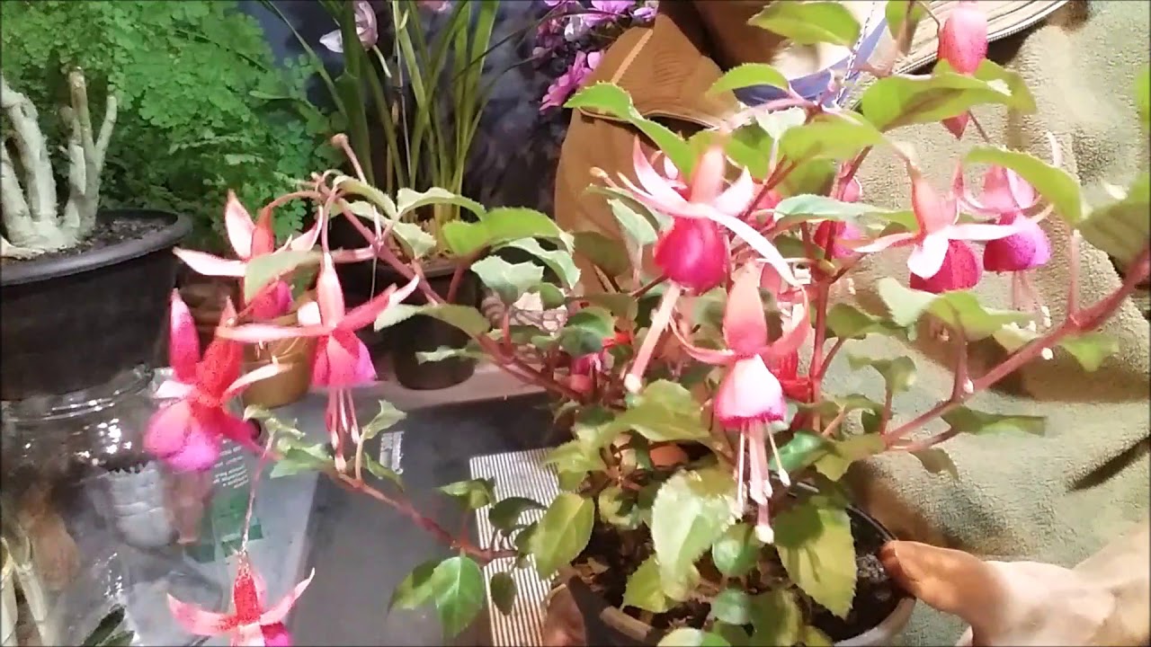 Fungos em Brinco de Princesa: O Que Fazer? Como Tratar?