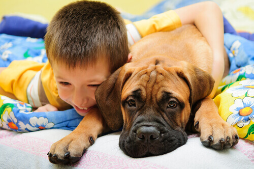 Bull-Mastiff Brasileiro Ao Lado de um Menino