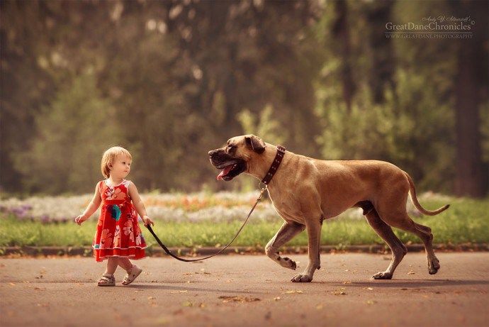 Bull-Mastiff Passeando Com Criança 