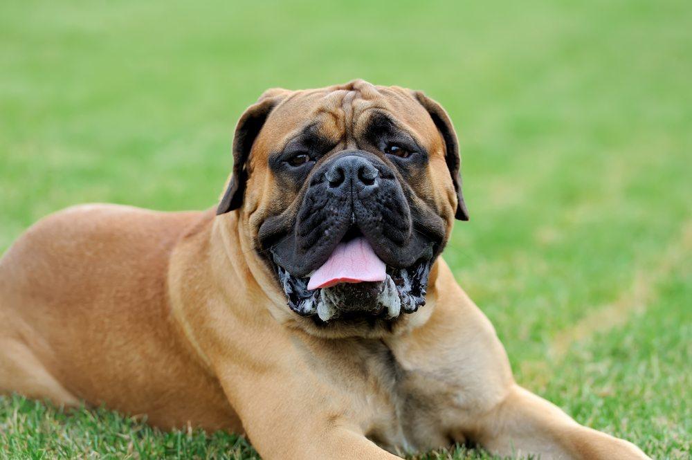 Bull-Mastiffs Babando