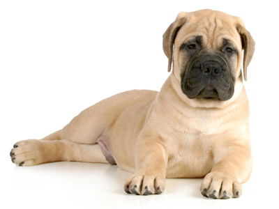 Bullmastiff Adolescente