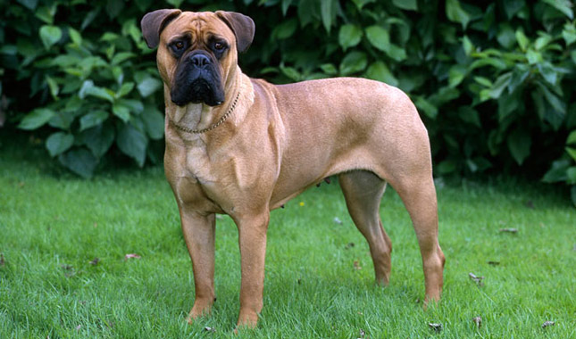 Bullmastiff Adulto