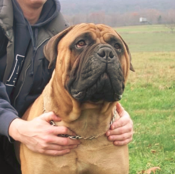 Bullmastiff Com o Dono 