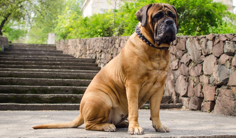 Bullmastiff Sênior