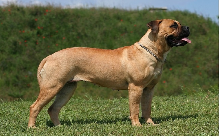 Bullmastiff na Grama 