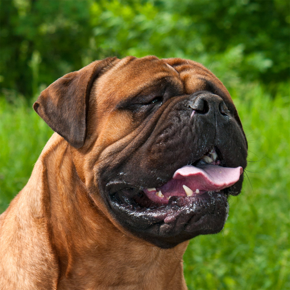 Bullmastiffs Com a Língua de Fora 