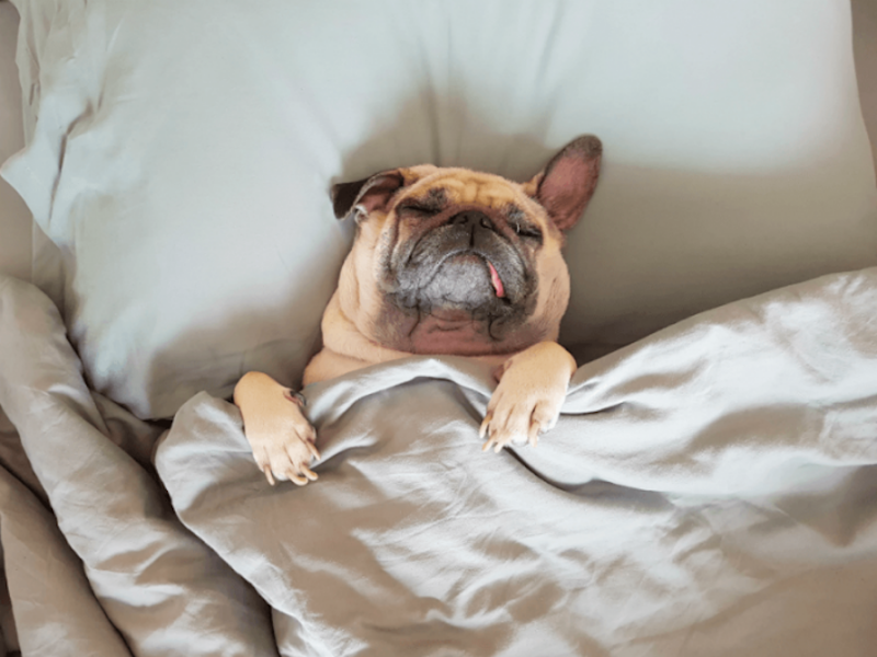 Cachorro chora dormindo Clearance