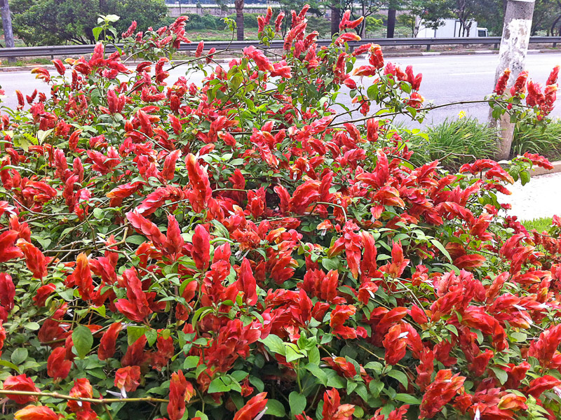 Cabeças de Flor Camarão