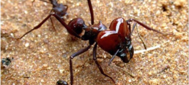 Cabeça da Formiga
