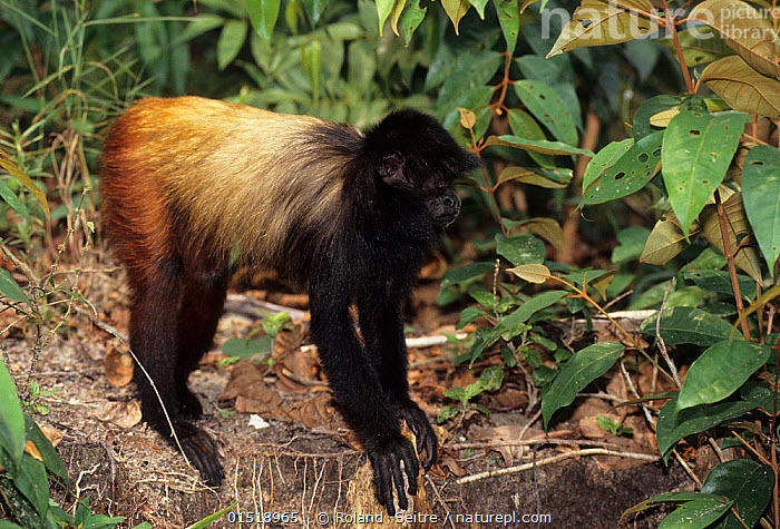 Macaco Uacari-Preto, Carauri ou Acari-Bico: Características