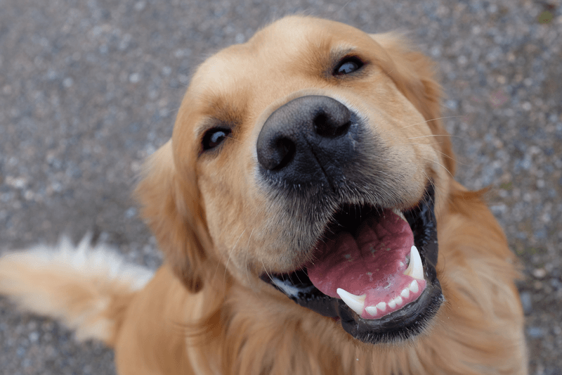Quais Os Nomes Mais Bonitos Para Cachorro?