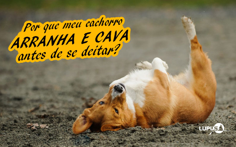 Por que os Cães Raspam o Chão? Qual o Objetivo Disso?