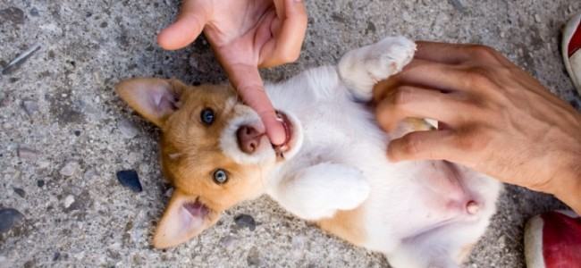 Cachorro Assustado e de Barriga pra Cima 