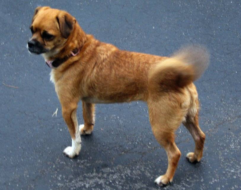 Cachorro Balançando o Rabo