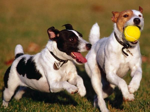 Cachorro Brincando com Outros Cachorros