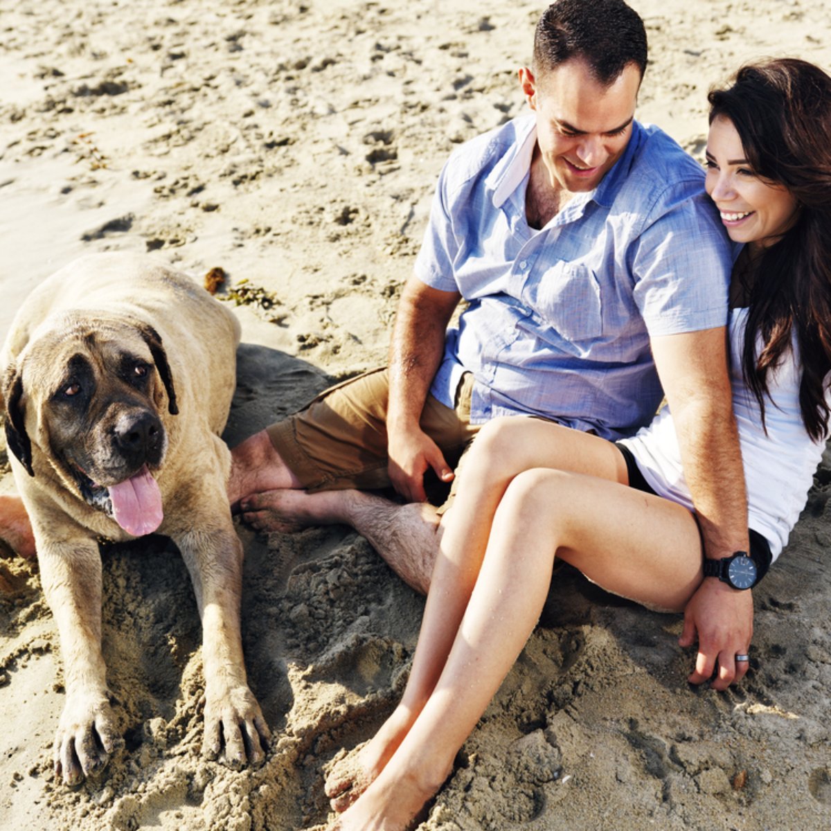 Cachorro Bullmastiff Saudável na Praia com Donos