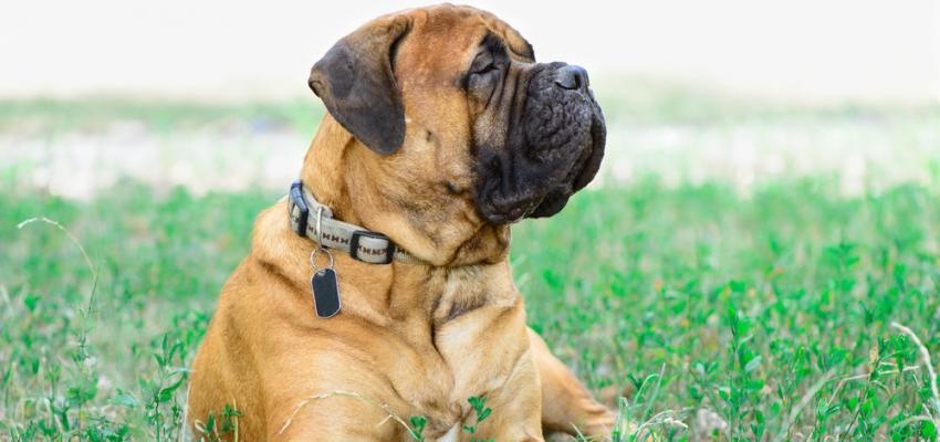 Cachorro Bullmastiff Triste