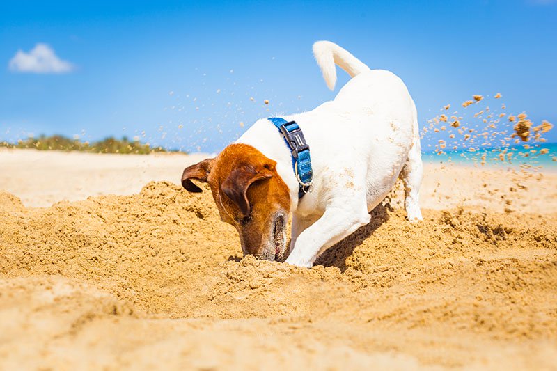 Cachorro Cavando Buraco