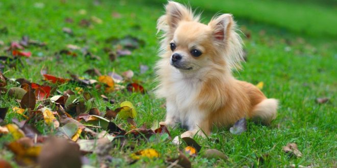 Quanto Tempo Vive um Cachorro Chihuahua? Qual a Média? | Mundo Ecologia
