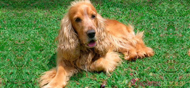 Cachorro Cocker Filhote para Doação: Como Conseguir Um?