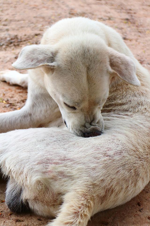 Cachorro Com Carrapato se Coçando