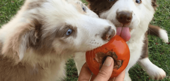 Cachorro Comendo Caqui