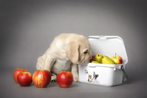 Filhote de Cachorro Comendo Frutas