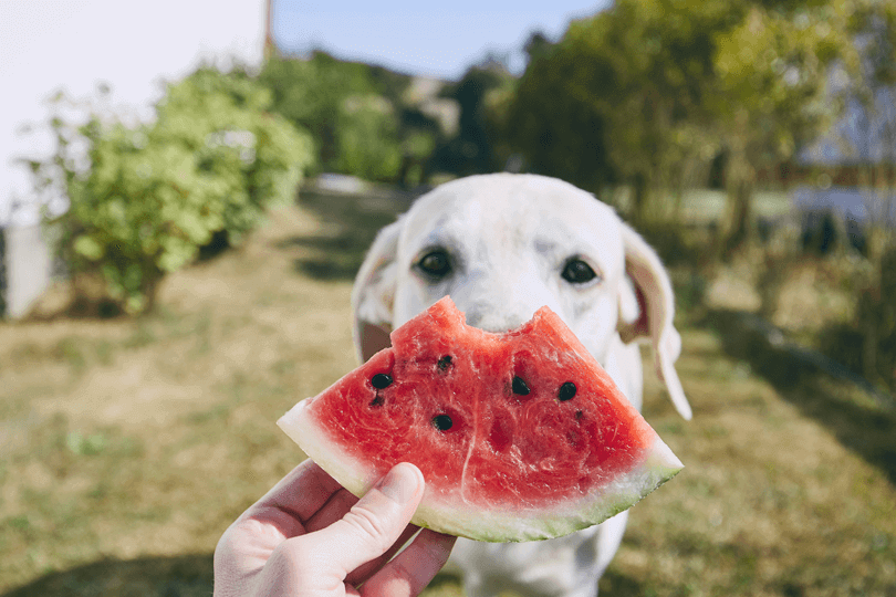 Cachorro Comendo Goiaba