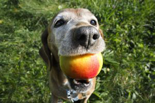 Cachorro Comendo Maçã