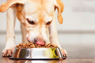 Cachorro Comendo Ração de Qualidade