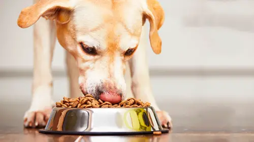Cachorro Comendo Ração de Qualidade 