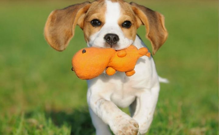 Cachorro Correndo Feliz Com seu Mastigador 