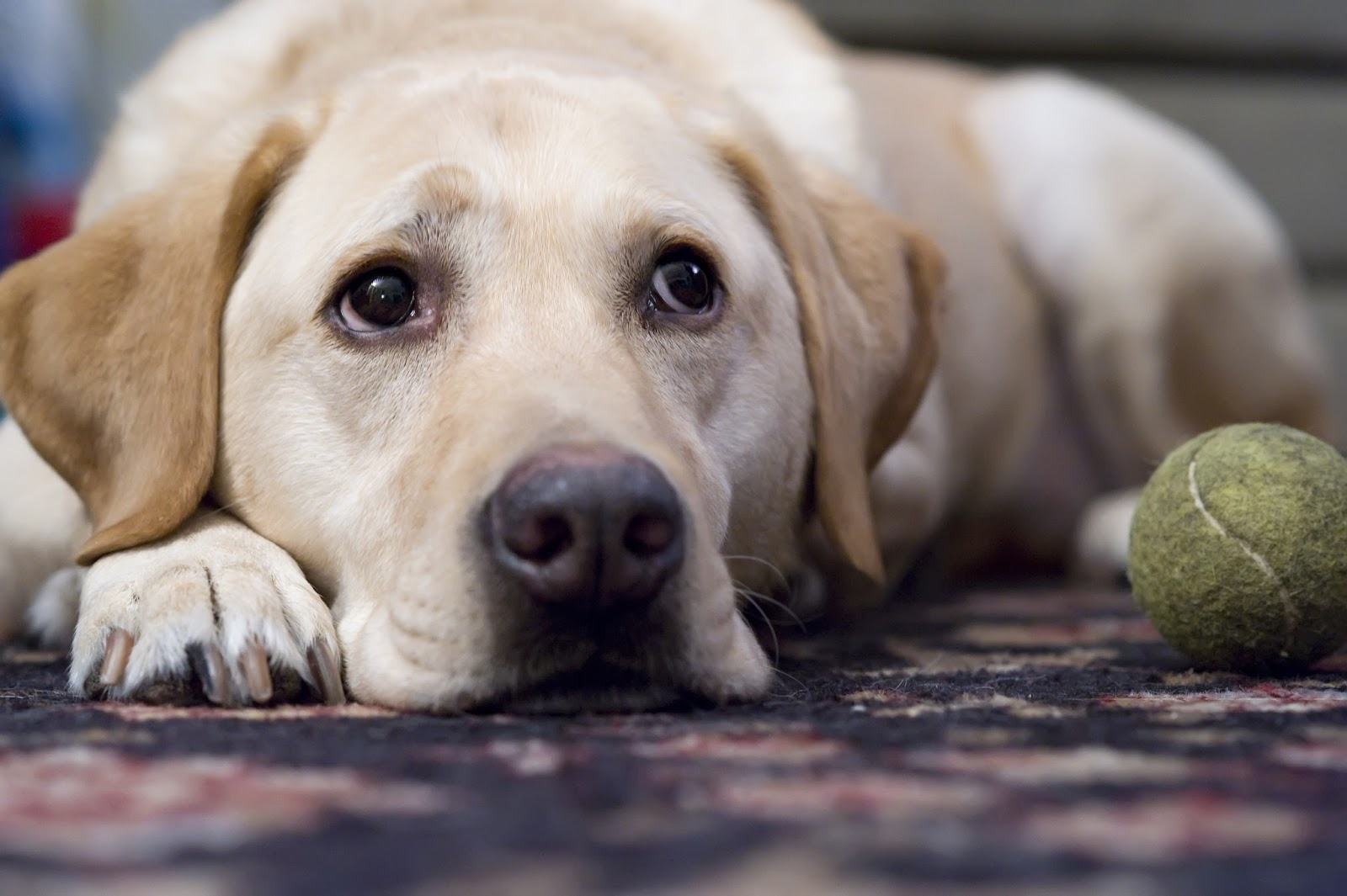 Como Saber Se Seu Cachorro Tem Depressão?