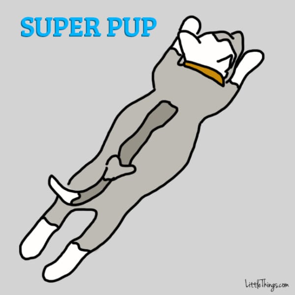Cachorro Dormindo Com as Patas Esticadas 