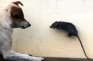 Cachorro Encarando um Rato do Telhado