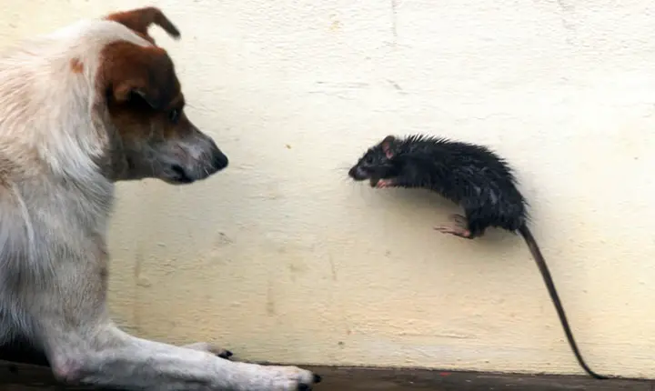 Cachorro Encarando um Rato do Telhado 