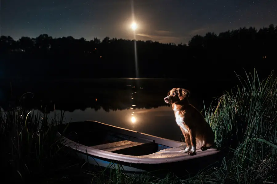 Cachorro Enxergando a Noite 