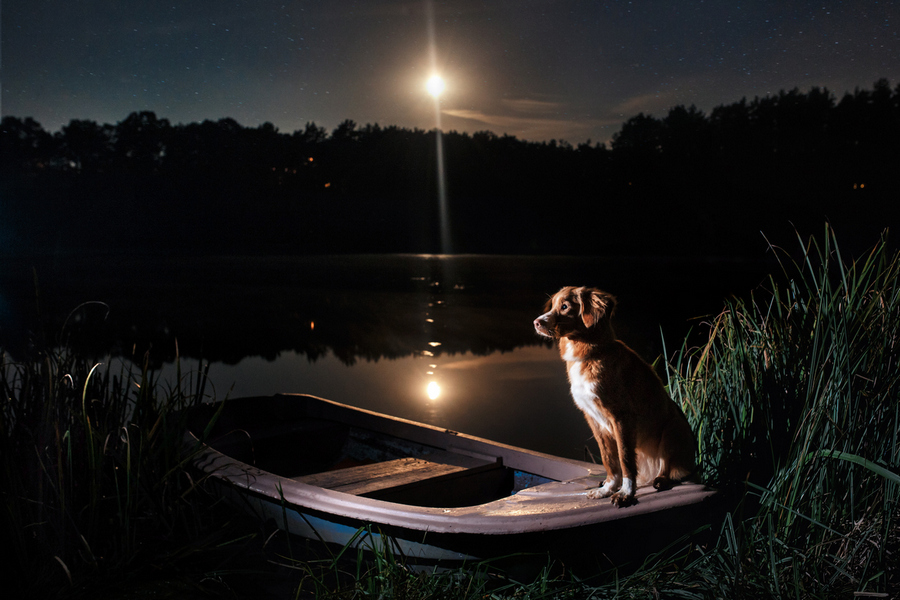 Cachorro Enxergando a Noite 