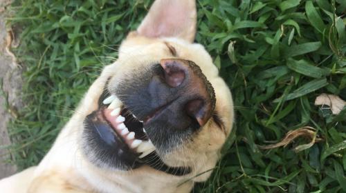 Cachorro Feliz 