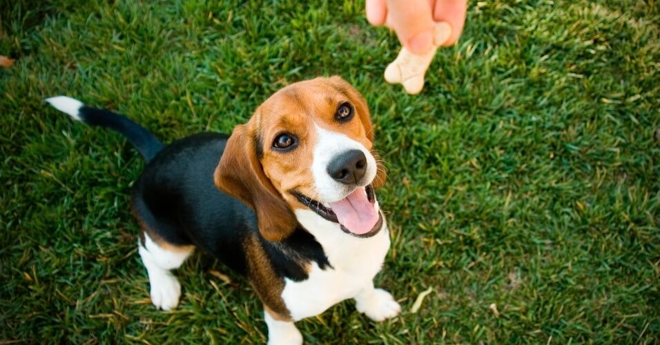 Cachorro Ganhando Recompensa