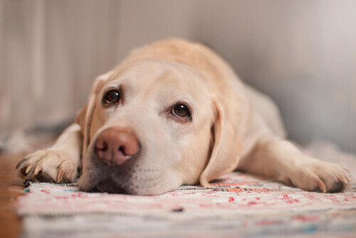 Cachorro Isolado e Triste 