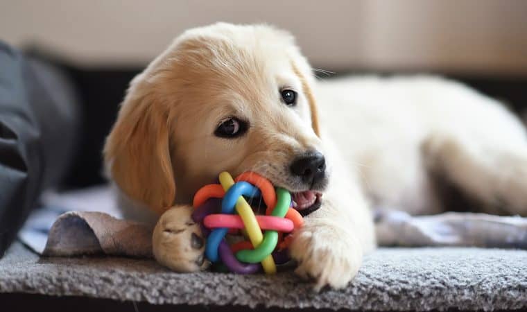 Cachorro Mordendo um Brinquedo 