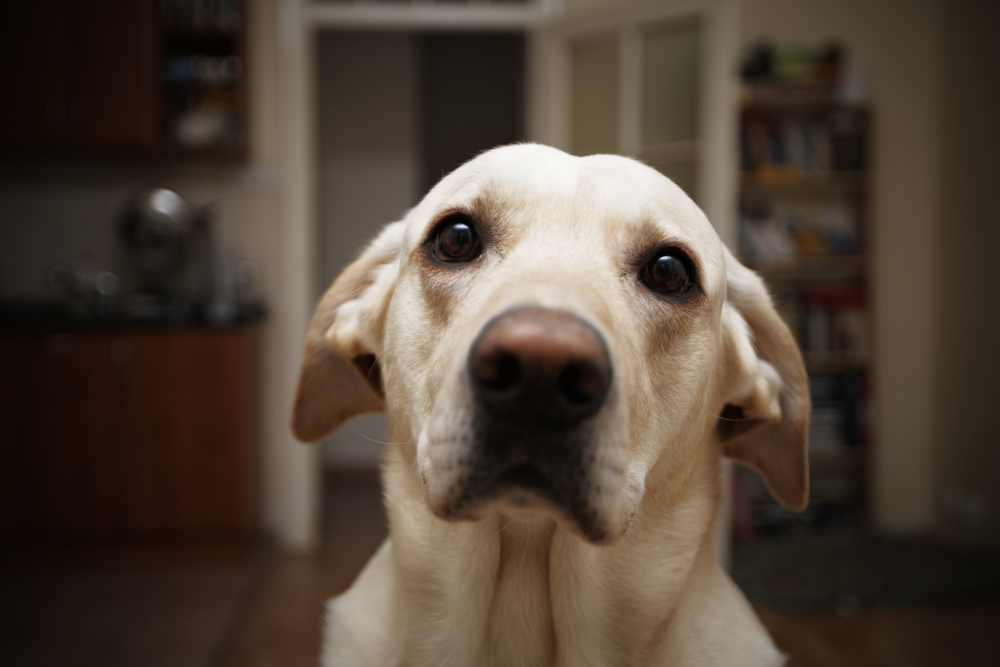 Cachorro Olhando nos Olhos