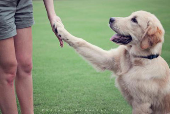 Cachorro Olhando o Dono