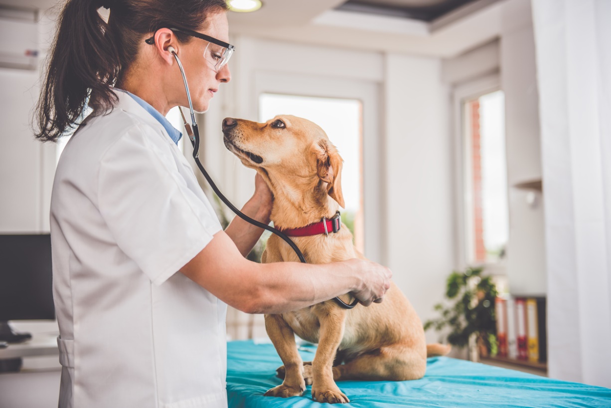 Cachorro Recebendo Cuidados no Veterinário 