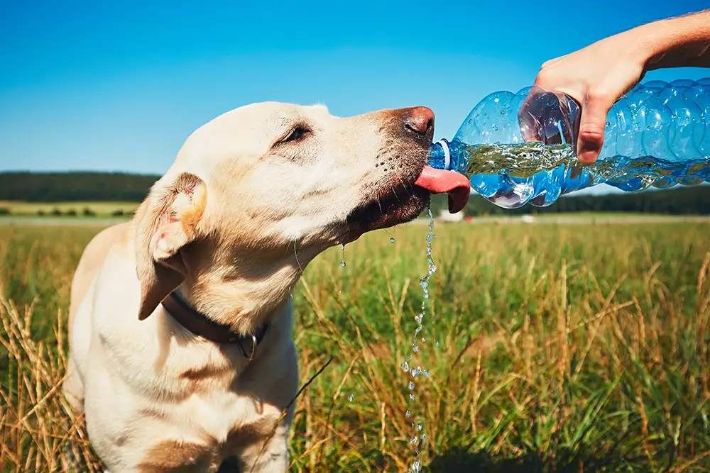 Cachorro Tomando Água 